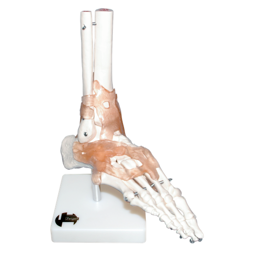 [ART-PIE] Articulación del pie