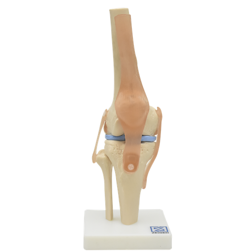 [ART-ROD] Articulación de la rodilla