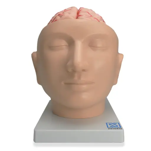 [CAB-GIG] Cabeza gigante con cerebro