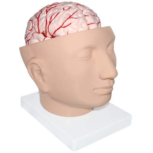 [CAB-GIG] Cabeza gigante con cerebro