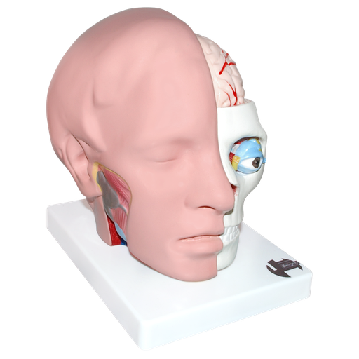 [CAB-MCER] Cabeza natural con medio cerebro