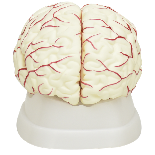 [CER-BLAC] Cerebro blanco con arterias