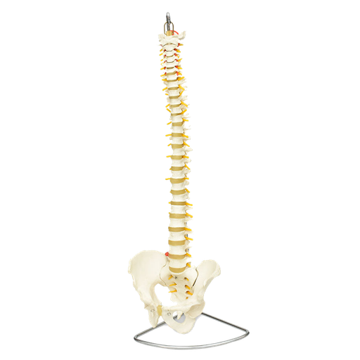 [COL-GIG] Columna vertebral flexible