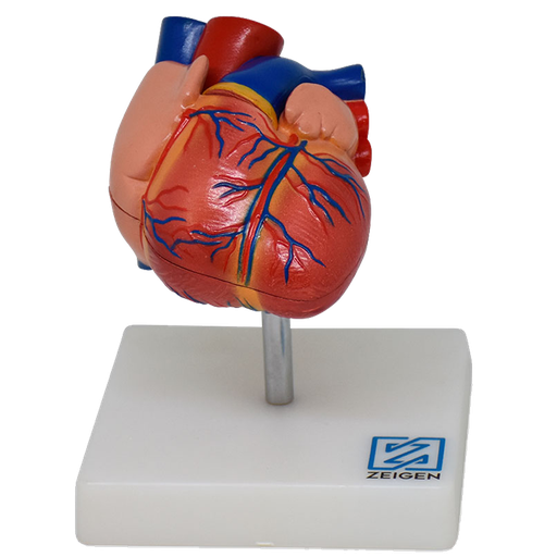 [COR-NAT] Corazón natural