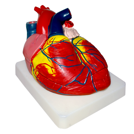 [COR-GIG] Modelo anatómico de corazón gigante