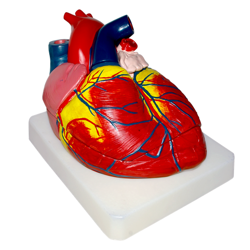 [COR-GIG] Modelo anatomico de corazon gigante