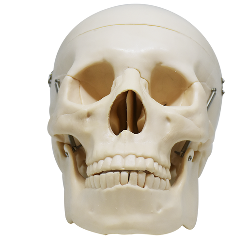 [CRA-SCER] Craneo sin cerebro