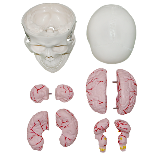 [CRA-CER] Cráneo con cerebro