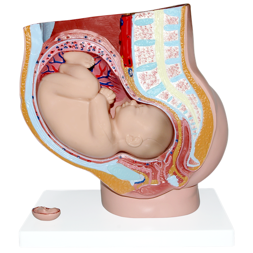 [EMB-GIG] Pelvis de embarazo con feto