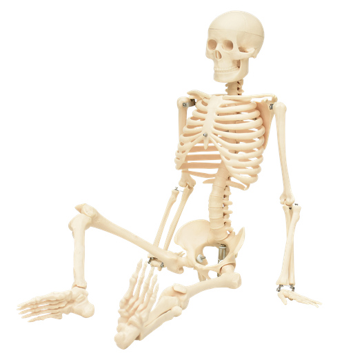 [ESQ-85] Modelo de esqueleto flexible 85cm