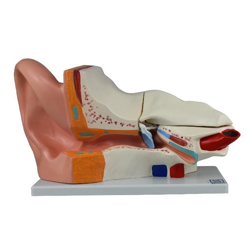 [OIDO-GIG] Oido gigante