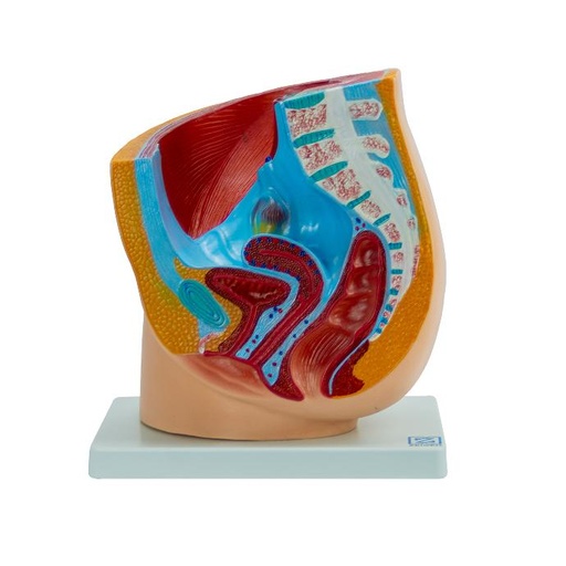 [PEL-FEM] Pelvis femenina