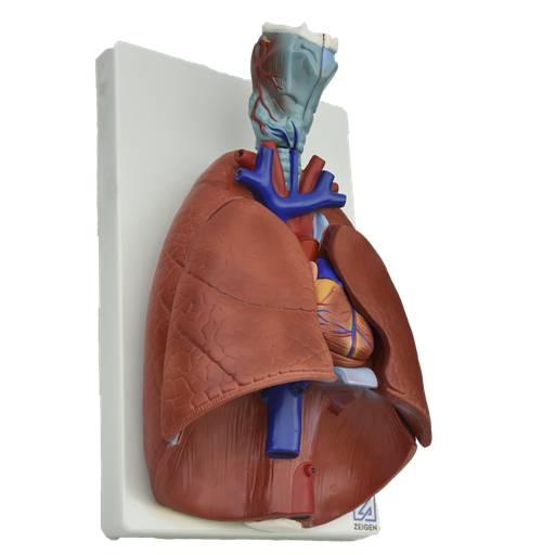 [PUL-NAT] Modelo anatómico de pulmones naturales