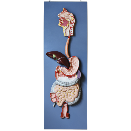 [SIS-DIG-DES] Modelo anatomico del sistema digestivo