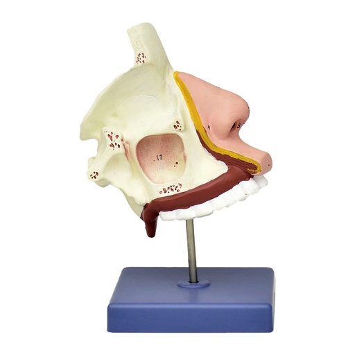 [NARIZ] Nariz con base