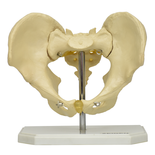 [PEL-MASC-O] Pelvis masculina ósea