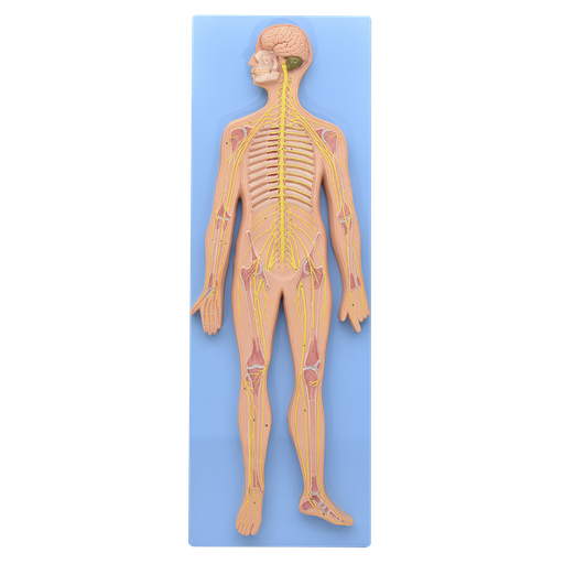 [SIS-NER-PRE] Sistema nervioso