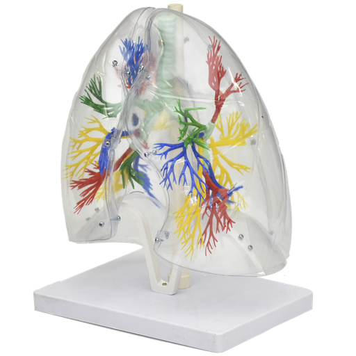 [PUL-TRAN] Árbol bronquial con pulmones transparentes