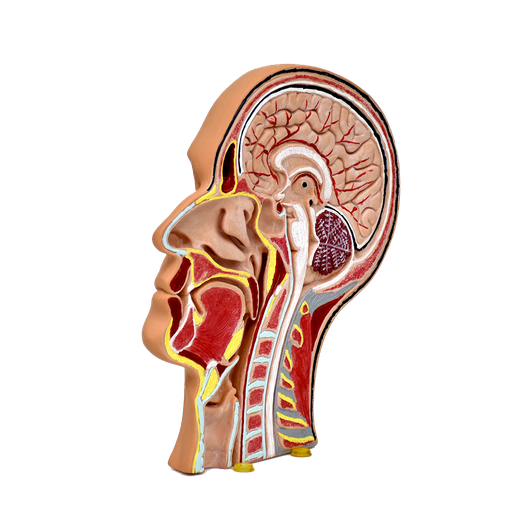 [CAB-SEC] Musculatura de la cabeza seccionada