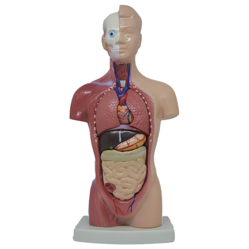 [TOR-MASC-28-13] Torso masculino