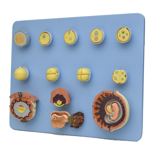 [DES-EMB-4S] Estadios de fertilizacion y desarrollo del embrion