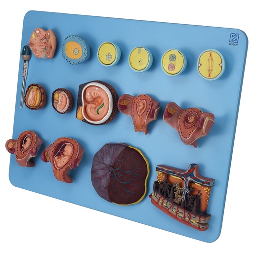 [DES-EMB-3M] Estadios de fertilizacion y desarrollo del embrion