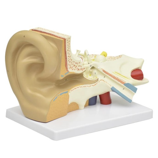 [OIDO-PREMIUM] Oido premium