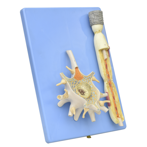 [SIS-NEURONA] Sistema neurona