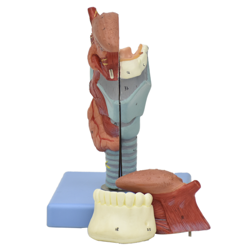 [LAR-LEN] Modelo anatómico de larínge con lengua y dientes