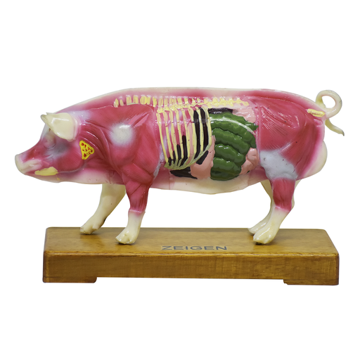 [CER-ACU] Modelo de cerdo para acupuntura