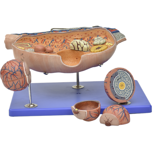 [OVA-PREMIUM] Modelo anatomico de ovario diseccionado