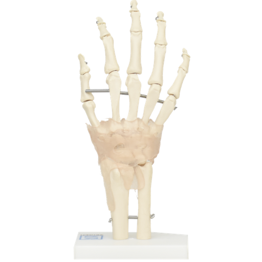 [ART-MAN] Articulación de mano