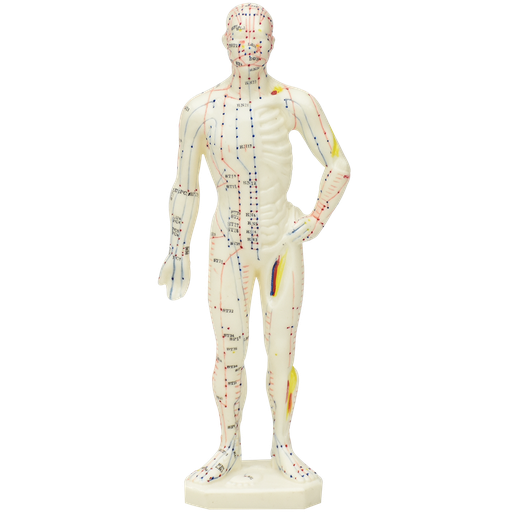 [ACU-BODY-26] Modelo de cuerpo humano para acupuntura