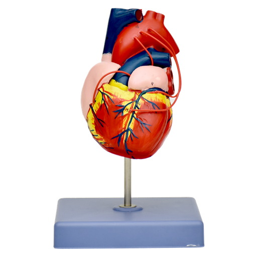 [COR-PREMIUM] Modelo anatómico de corazón de adulto