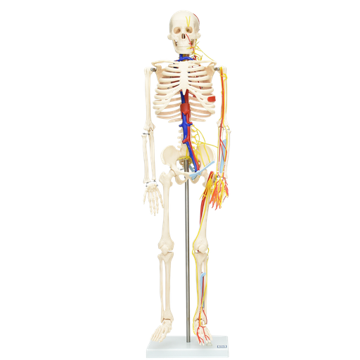 [ESQ-85-LUX] Modelo de esqueleto flexible de lujo 85cm