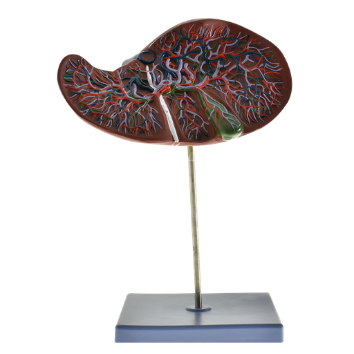 [HIG-PREMIUM] Modelo anatomico de higado con vesicula biliar