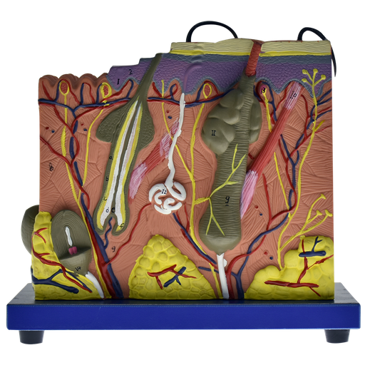 [PIEL-PREMIUM] Modelo de la piel en bloque