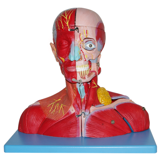 [CAB-CAR-CUELLO] Cabeza y cuello con vasos sanguíneos, nervios y cerebro
