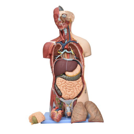 [TOR-BIS-PROF] Torso con músculos bisexual