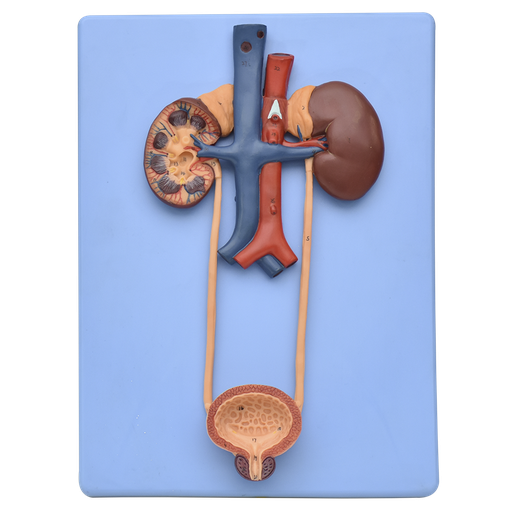 [SIS-URO-PREMIUM] Modelo anatomico del sistema urinario