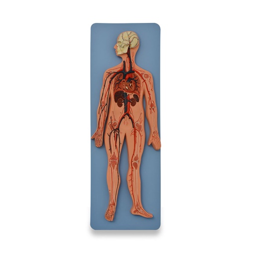 [SIS-CIRC] Sistema circulatorio humano