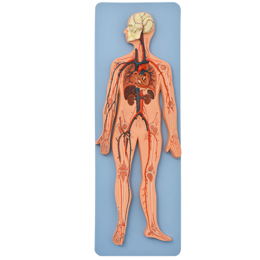 [SIS-CIRC] Sistema circulatorio humano