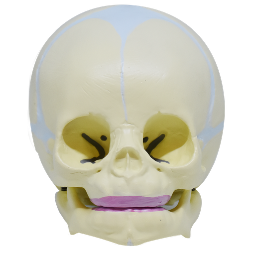 [CRA-INF] Cráneo de infante