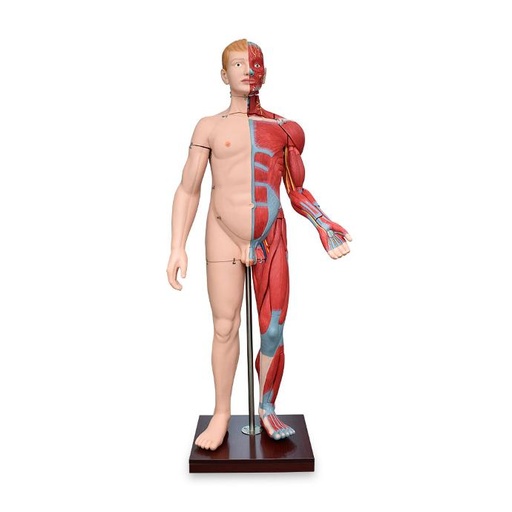 [BODY-MUSC-PIEL-ORG-170] Figura corporal completa con músculos y órganos internos