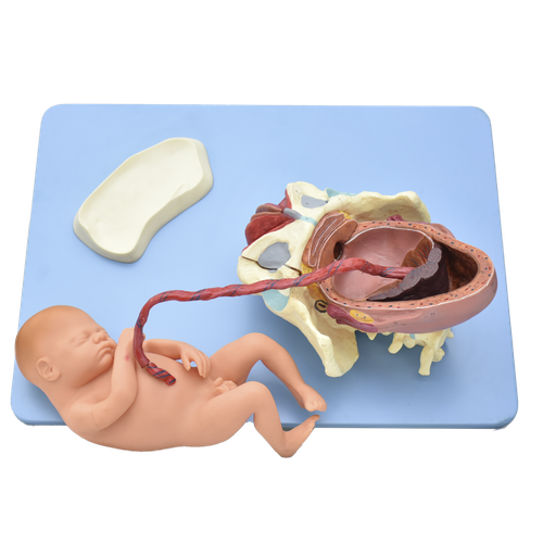 [MOD-PARTO] Modelo anatómico de demostración de parto
