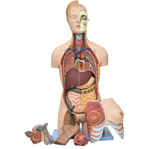 [TOR-BIS-20] Torso con musculos bisexual