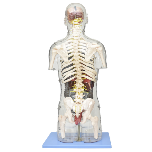 [TOR-TRANS-ORG] Torso transparente con órganos internos