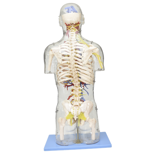 [TOR-TRANS-NEU] Torso transparente con estructuras neuronales y vasculares