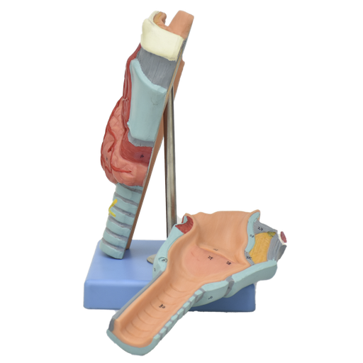 [LARINGE] Laringe de lujo