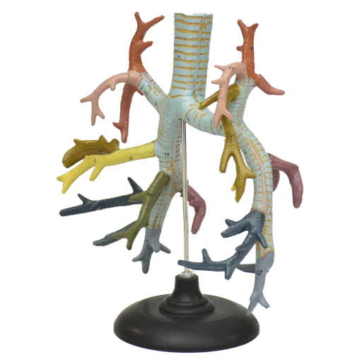 [BRON-TREE] Arbol bronquial